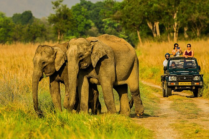 JIM CORBETT NATIONAL PARK JEEEP SAFARI 2025 (Uttarakhand) 